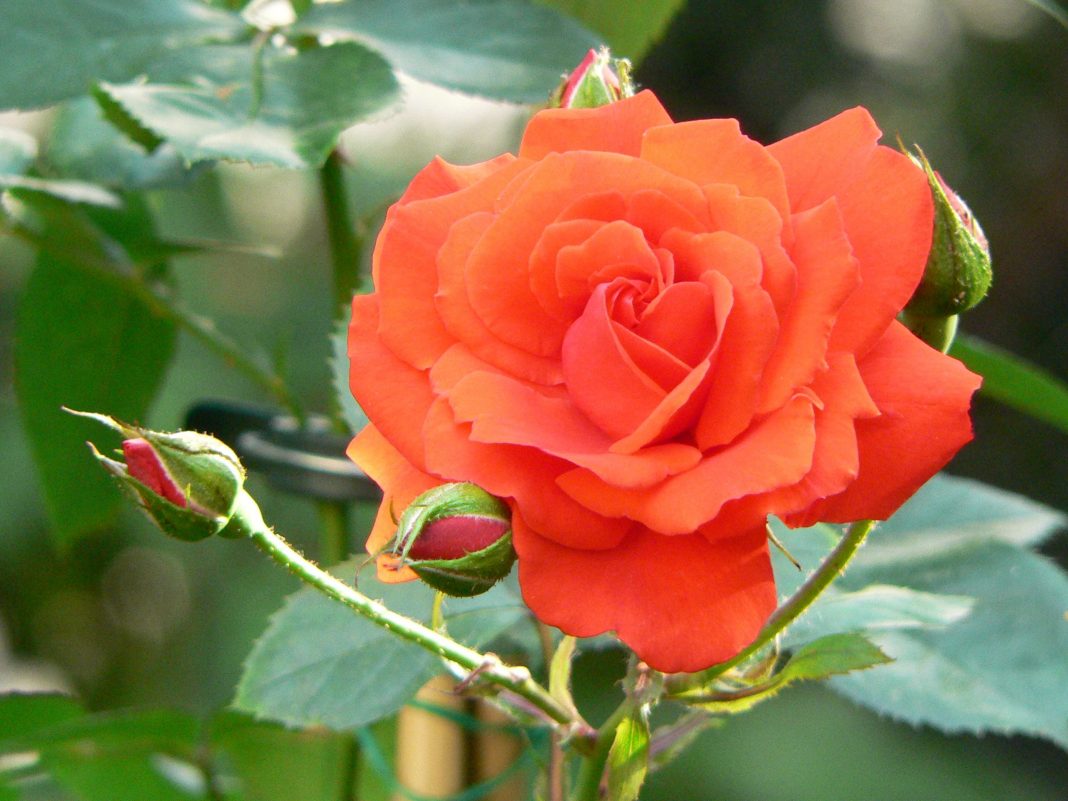 Rosa_Ave_Maria_1